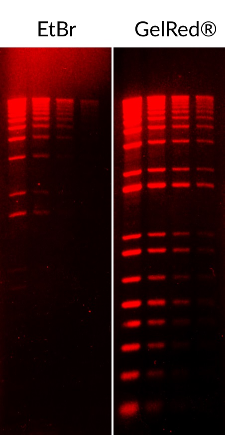 Comparison of ethidium bromide (EtBr) and GelRed® in precast gel staining using 1% agarose gel in TBE buffer. 